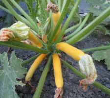 Courgettes jaunes longues.