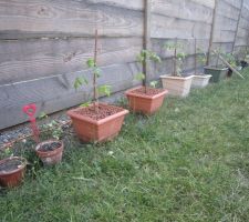 Pieds de tomates en attente de plantation.