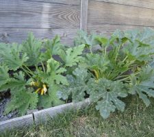 Nos courgettes jaunes, longues et rondes.