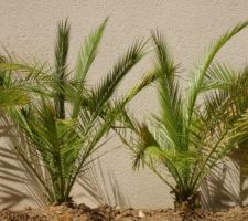 Le long du mur de notre chambre : les Palmiers des Canaries ( ou Dattier des Caraïbes )