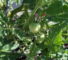 Carrés potagers après 3 semaines