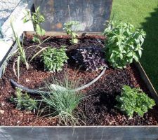 Carrés potagers après 3 semaines