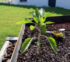 Carrés potagers après 3 semaines