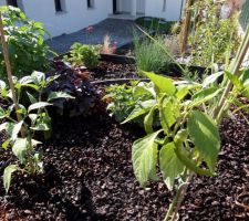 Carrés potagers après 3 semaines