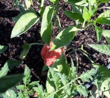 Carrés potagers après 3 semaines