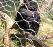 Corbi sous les arbres, dans un enclos de 20m2 environ