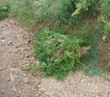 Arrachage d'ambroisie