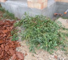 Débroussaillage du chantier