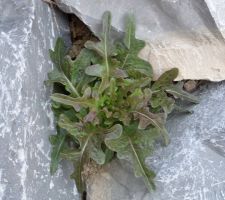 Quelques intrus dans le jardin