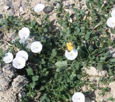Quelques intrus dans le jardin