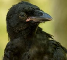 Gros plan de Corbi, notre bébé corneille trouvé il y a 15 jours