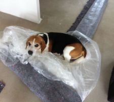 Beagle qui refuse que l'on peigne ^^