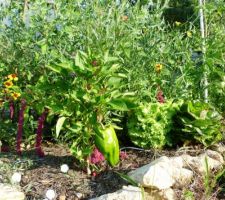 Vue sur un des mes carrés avec des poivrons, des salades, des tomates et un carré de fleurs au milieu pour attirer les insectes ;-)