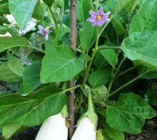 Des Aubergines blanches, miam!