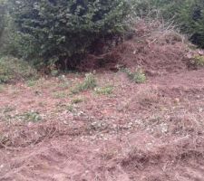 Noisetier &agrave; garder