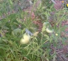 Nos premières tomates !!