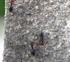 Fourmi qui envahit le toit du hangar