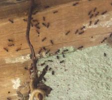 Fourmis qui envahissent le toit du hangar