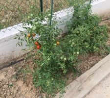 Notre tout petit potager !!!