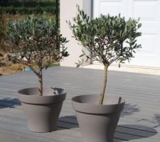 Deux Oliviers Bonzai pour la future d&eacute;co du jardin