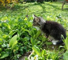 Le chat dans le jardin au printemps