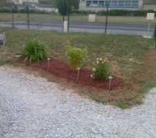 Plantations en pleine terre de notre rosier, le premier bambou et l'agapanthe