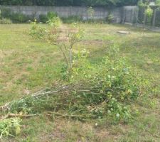 Tron  du sapin g&eacute;ant  qu'on a abattu y a quelque semaine