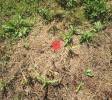 FORAGE POUR ETUDE DE SOL