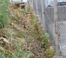 Fin débroussaillage plante rampante de la clôture du voisin