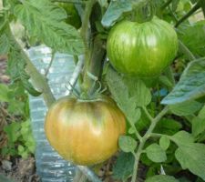 Tomates noire de crimée