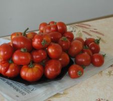 Premiere recolte de tomates et de courgettes