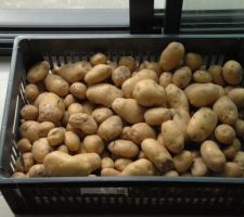 Premiere recolte de pommes de terre