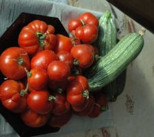 Premiere recolte de tomates et de courgettes