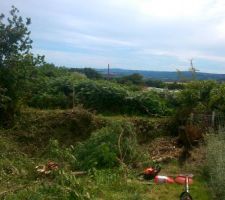 Voila quelques arbres de tomb&eacute; pour cr&eacute;e l'entr&eacute;e une belle vue d&eacute;gag&eacute;