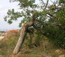 Fond du terrain. pommier bien abim&eacute; par les engins de travaux public. arbre qui va &ecirc;tre d&eacute;ssouch&eacute; plus tard.
