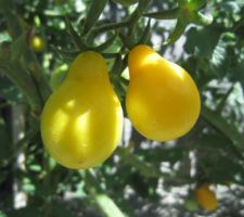 Tomates "Poires jaunes"