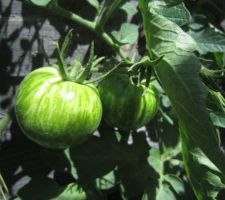 Tomates "Green Zebra".