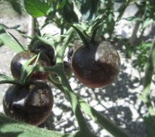 Tomates "Perles noires".