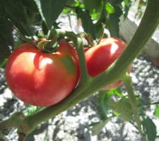 Tomates "Roses de Berne".