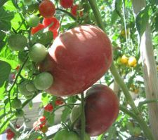 Tomates "Noires de Crimée".