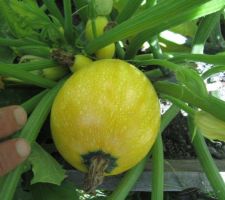 Courgettes jaunes rondes.