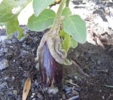 Aubergine.