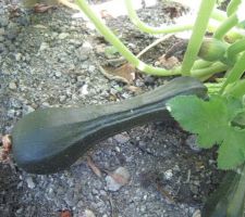 Courgettes vertes longues.