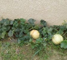 2 melons de 1,7 et 2,2kg !!