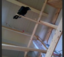Corbi dans sa " chambre "