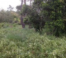 Le terrain avant le d&eacute;but des travaux, y'a de la verdure.