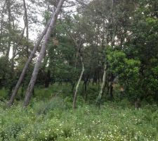 Encore un peu de verdure, on va pouvoir s&eacute;lectionner les arbres &agrave; conserver