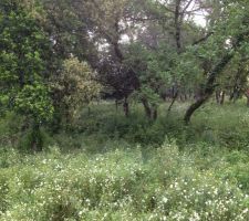 On ne gardera pas les pins pr&eacute;sents sur le terrain m&ecirc;me ceux en dehors de l'emprise de la maison.
