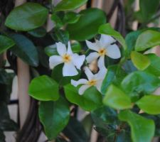 Mon jasmin refleurit