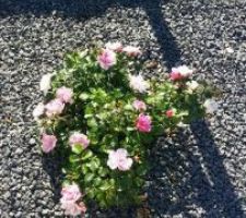 Rosier couvre sol en fleurs